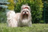 SHIH TZU 335